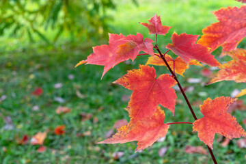 Red maple leaves on tree branches in autumn park.