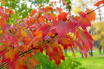 Red maple leaves on tree branches in autumn park.