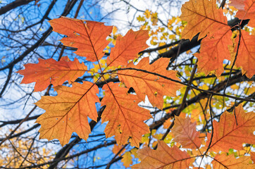 Orange leaves of narrow-leaved maple against the blue sky.