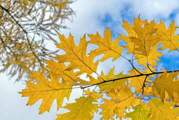 Yellow leaves of narrow-leaved maple against the blue sky.