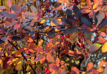 Purple-red leaves and fruits of Thunberg barberry or Japanese barberry in autumn. Bright autumn leaves.