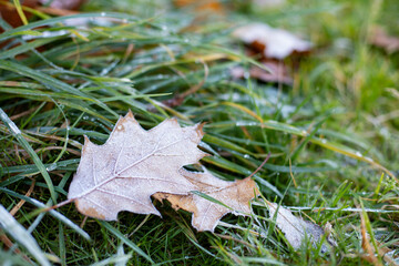 dry oak leaves and with green grass in frost lie on the ground in autumn.