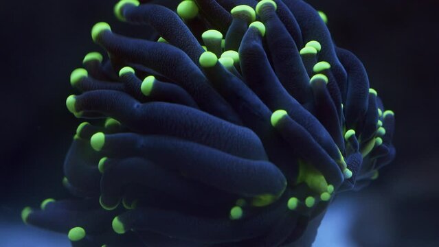Beautiful Macro Shot of waving Torch Euphyllia Coral with black and green tip Polyps