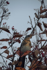 beautiful bird on an autumn tree with red leaves