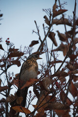 beautiful bird on a branch with red leaves, view of bird at nature