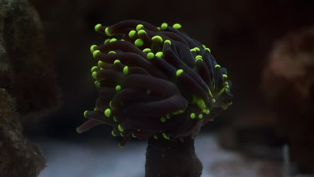 Beautiful Macro Shot of waving Torch Euphyllia Coral with black and green tip Polyps