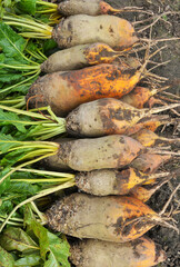 In the field on the pile are fodder beets