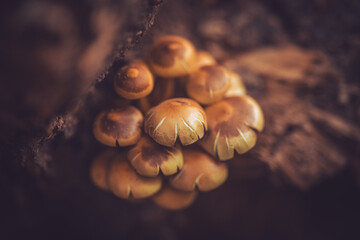 Mushrooms on a tree in forest