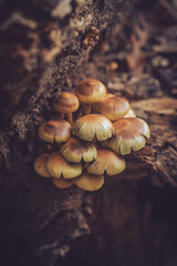 Mushrooms on a tree in forest