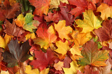Fototapeta na wymiar Autumn background - colorful maple leaves. Top down view