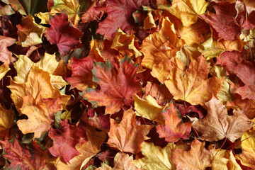 Autumn background - colorful maple leaves. Top down view