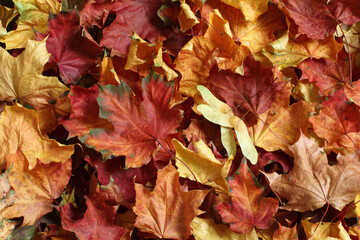 Autumn background - colorful maple leaves. Top down view