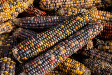 Bio-Mais. Lebensmittelhintergrund. Gesunde Lebensmittel. Vielfarbig Mais. Sweet maize. Background. Corolful.