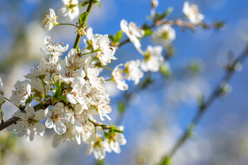 White flowers bloom in the trees. Spring landscape with blooming sakura tree. Beautiful blooming garden on a sunny day. Copy space for text.