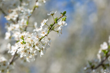 White flowers bloom in the trees. Spring landscape with blooming sakura tree. Beautiful blooming garden on a sunny day. Copy space for text.