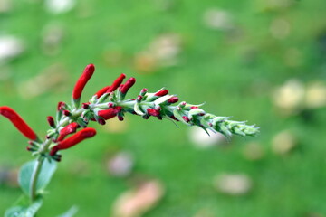 Aufgehende Knospe eines Ananas-Salbeis