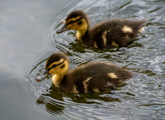 A portrait of A pair of ducklings