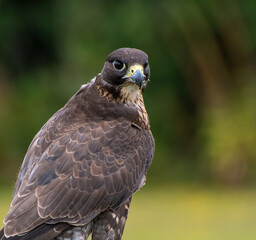 A portrait of A Gyr Peregrine Barbary Falcon