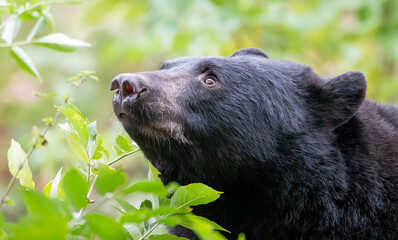 A portrait of A North American Black bear