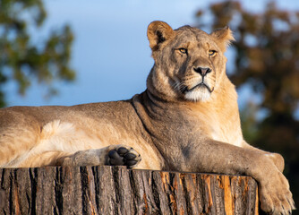 A portrait of An African Lion - 541304805