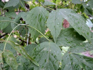 natural rain drops on leaves