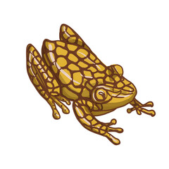 frogs colored bright tropical wildlife animals amphibians reptiles set separately on white background hand drawn realistic style clipart kids cartoon