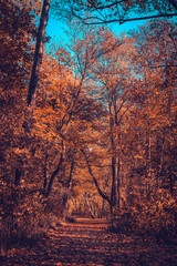 Forest path landscape in autumn