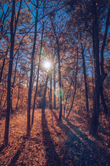 Beautiful landscape of forest in autumn with lens flare
