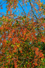 A rowan shrub (sorbus aucuparia) with ripe orange rowan berries in sunlight.