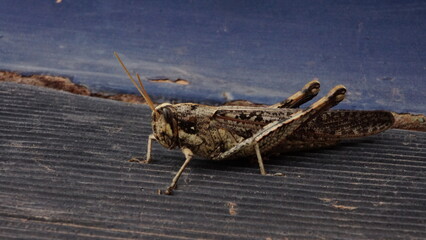 Saltamontes en vehiculo