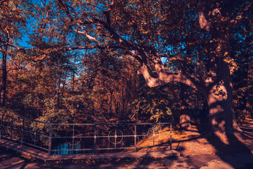 Beautiful autumn forest landscape with river in background