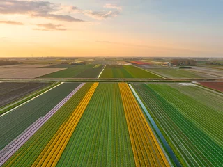 Foto auf Acrylglas Dutch bulbfields / fields of tulips in The Netherlands. © Alex de Haas