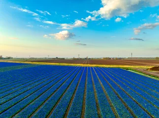 Schilderijen op glas Dutch bulbfields / fields of tulips in The Netherlands. © Alex de Haas