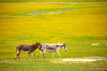 Fototapeta premium Donkey grazing on a green meadow. Herd of donkeys in the pasture, hardy animals in agriculture. Livestock in the mountains.