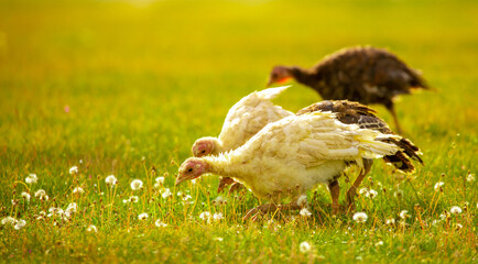 Turkeys walk on the grass in a green meadow in a pasture. Animal husbandry and agriculture in the mountains.