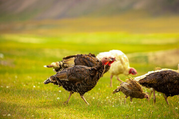 Turkeys walk on the grass in a green meadow in a pasture. Animal husbandry and agriculture in the mountains.