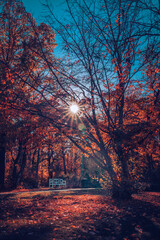 Bench and a tree in autumn forest with lens flare