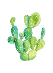 Watercolor cacti and succulent plants isolated on background. Floral illustration for your projects, greeting cards and invitations.
