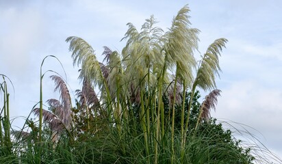 Tall ornamental grasses in autumn