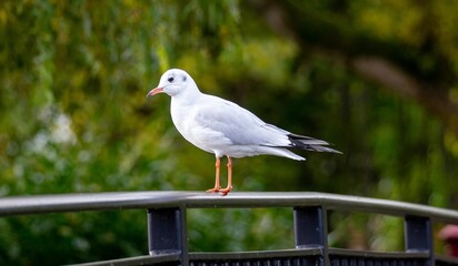 seagull on a fence