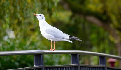 seagull on a fence