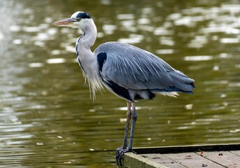 A gray heron stands on a pier over the water