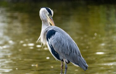 A gray heron stands on a pier over the water