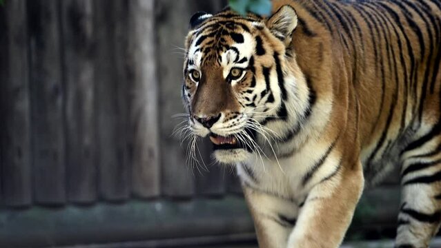 4k120 fps super slow motion video of big male Siberian tiger, panthera tigris altaica walking in forest, hunting in national park in morning sun rays, filmed on Nikon z9 high quality 8k camera