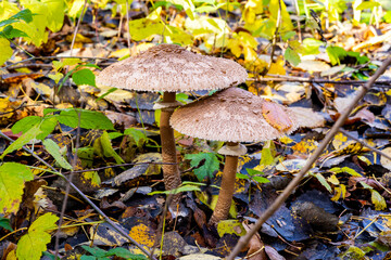 Close up view of Mushroom umbrella motley or Macrolepiota procera. Huge umbrella mushrooms in the autumn forest.