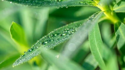 Naklejka premium Feuilles vertes recouvertes de rosée
