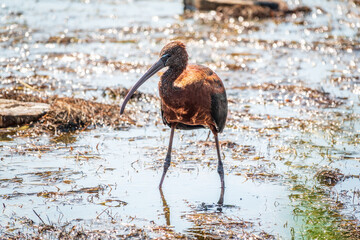 The glossy ibis, latin name Plegadis falcinellus, searching for food in the shallow lagoon.