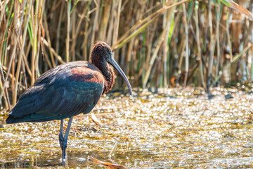 The glossy ibis, latin name Plegadis falcinellus, searching for food in the shallow lagoon.