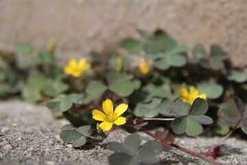 beautiful oxalis with green leaves and yellow flowers closeup