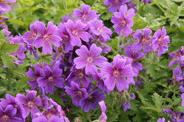 beautiful geranium renardii with a lot of purple flowers closeup in the garden